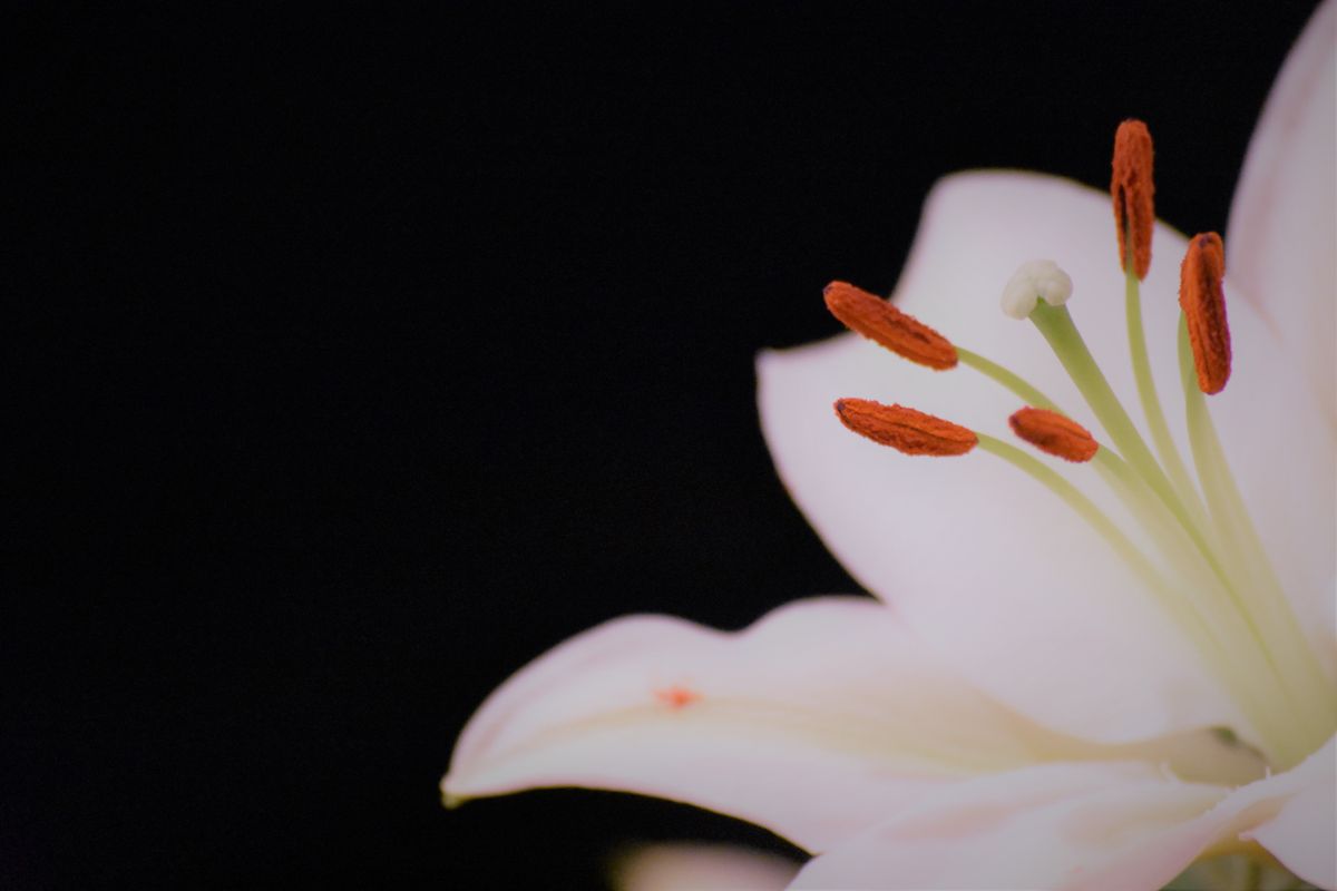 Flor de lirio blanco sobre fondo oscuro, símbolo de acompañamiento y serenidad